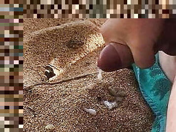 masturbarsi, orgasmi, allaperto, pubblici, gay, spiaggia, sperma