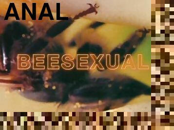 anal